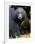 Portrait of Black Bear, Princess Royal Island, British Columbia, Canada-Eric Baccega-Framed Photographic Print