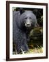 Portrait of Black Bear, Princess Royal Island, British Columbia, Canada-Eric Baccega-Framed Photographic Print