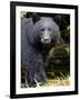 Portrait of Black Bear, Princess Royal Island, British Columbia, Canada-Eric Baccega-Framed Photographic Print