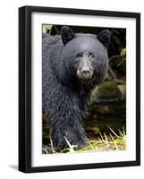 Portrait of Black Bear, Princess Royal Island, British Columbia, Canada-Eric Baccega-Framed Photographic Print