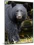 Portrait of Black Bear, Princess Royal Island, British Columbia, Canada-Eric Baccega-Mounted Photographic Print