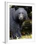 Portrait of Black Bear, Princess Royal Island, British Columbia, Canada-Eric Baccega-Framed Photographic Print