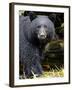 Portrait of Black Bear, Princess Royal Island, British Columbia, Canada-Eric Baccega-Framed Photographic Print