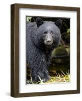 Portrait of Black Bear, Princess Royal Island, British Columbia, Canada-Eric Baccega-Framed Photographic Print