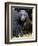 Portrait of Black Bear, Princess Royal Island, British Columbia, Canada-Eric Baccega-Framed Photographic Print