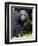 Portrait of Black Bear, Princess Royal Island, British Columbia, Canada-Eric Baccega-Framed Photographic Print