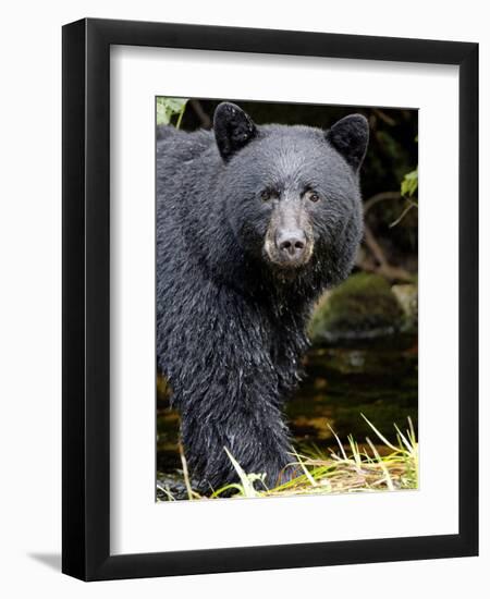 Portrait of Black Bear, Princess Royal Island, British Columbia, Canada-Eric Baccega-Framed Photographic Print