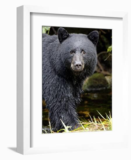 Portrait of Black Bear, Princess Royal Island, British Columbia, Canada-Eric Baccega-Framed Photographic Print