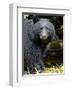 Portrait of Black Bear, Princess Royal Island, British Columbia, Canada-Eric Baccega-Framed Photographic Print