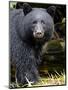 Portrait of Black Bear, Princess Royal Island, British Columbia, Canada-Eric Baccega-Mounted Photographic Print