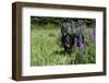 Portrait of Black Doberman Pinscher Male in Lupine, St. Charles, Illinois, USA-Lynn M^ Stone-Framed Photographic Print