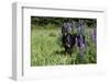 Portrait of Black Doberman Pinscher Male in Lupine, St. Charles, Illinois, USA-Lynn M^ Stone-Framed Photographic Print