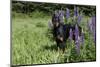 Portrait of Black Doberman Pinscher Male in Lupine, St. Charles, Illinois, USA-Lynn M^ Stone-Mounted Photographic Print