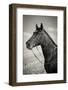 Portrait of Black Horse - Sepia Toned - Vintage Style-slidezero-Framed Photographic Print