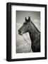 Portrait of Black Horse - Sepia Toned - Vintage Style-slidezero-Framed Photographic Print