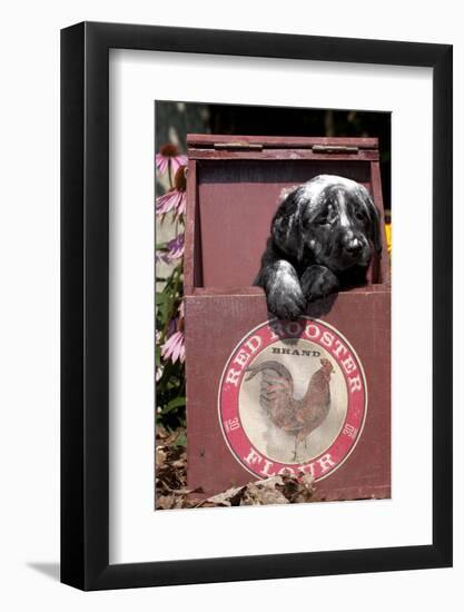 Portrait of Black Labrador Retriever Pup Streaked with Four in Flour Box, Norwich-Lynn M^ Stone-Framed Photographic Print