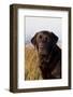 Portrait of Black Labrador Retriever with Salt Marsh Grass and Pond in Distance-Lynn M^ Stone-Framed Photographic Print