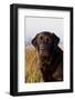 Portrait of Black Labrador Retriever with Salt Marsh Grass and Pond in Distance-Lynn M^ Stone-Framed Photographic Print