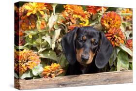 Portrait of Black Mini Dachshund Pup in Antique Wooden Box by Zinnias, Gurnee, Illinois, USA-Lynn M^ Stone-Stretched Canvas