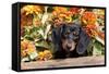 Portrait of Black Mini Dachshund Pup in Antique Wooden Box by Zinnias, Gurnee, Illinois, USA-Lynn M^ Stone-Framed Stretched Canvas