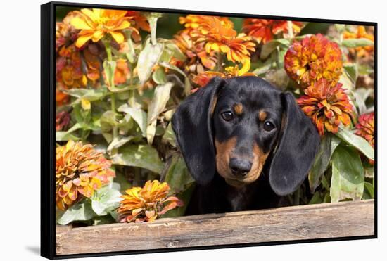 Portrait of Black Mini Dachshund Pup in Antique Wooden Box by Zinnias, Gurnee, Illinois, USA-Lynn M^ Stone-Framed Stretched Canvas