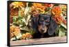 Portrait of Black Mini Dachshund Pup in Antique Wooden Box by Zinnias, Gurnee, Illinois, USA-Lynn M^ Stone-Framed Stretched Canvas