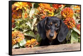 Portrait of Black Mini Dachshund Pup in Antique Wooden Box by Zinnias, Gurnee, Illinois, USA-Lynn M^ Stone-Framed Stretched Canvas