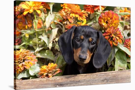 Portrait of Black Mini Dachshund Pup in Antique Wooden Box by Zinnias, Gurnee, Illinois, USA-Lynn M^ Stone-Stretched Canvas