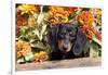 Portrait of Black Mini Dachshund Pup in Antique Wooden Box by Zinnias, Gurnee, Illinois, USA-Lynn M^ Stone-Framed Photographic Print