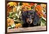 Portrait of Black Mini Dachshund Pup in Antique Wooden Box by Zinnias, Gurnee, Illinois, USA-Lynn M^ Stone-Framed Photographic Print