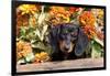 Portrait of Black Mini Dachshund Pup in Antique Wooden Box by Zinnias, Gurnee, Illinois, USA-Lynn M^ Stone-Framed Photographic Print