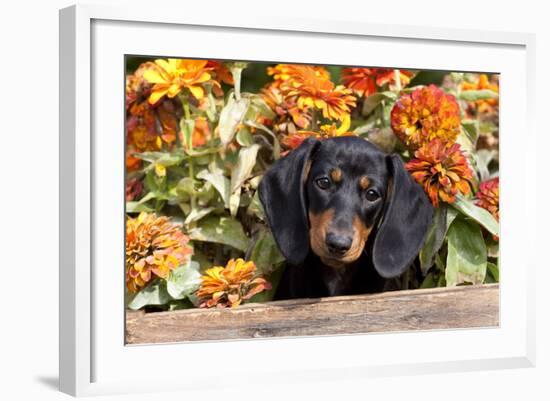 Portrait of Black Mini Dachshund Pup in Antique Wooden Box by Zinnias, Gurnee, Illinois, USA-Lynn M^ Stone-Framed Photographic Print