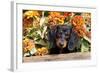 Portrait of Black Mini Dachshund Pup in Antique Wooden Box by Zinnias, Gurnee, Illinois, USA-Lynn M^ Stone-Framed Photographic Print