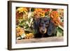 Portrait of Black Mini Dachshund Pup in Antique Wooden Box by Zinnias, Gurnee, Illinois, USA-Lynn M^ Stone-Framed Photographic Print