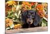 Portrait of Black Mini Dachshund Pup in Antique Wooden Box by Zinnias, Gurnee, Illinois, USA-Lynn M^ Stone-Mounted Photographic Print