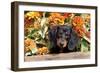 Portrait of Black Mini Dachshund Pup in Antique Wooden Box by Zinnias, Gurnee, Illinois, USA-Lynn M^ Stone-Framed Photographic Print