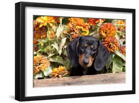 Portrait of Black Mini Dachshund Pup in Antique Wooden Box by Zinnias, Gurnee, Illinois, USA-Lynn M^ Stone-Framed Photographic Print