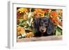 Portrait of Black Mini Dachshund Pup in Antique Wooden Box by Zinnias, Gurnee, Illinois, USA-Lynn M^ Stone-Framed Photographic Print