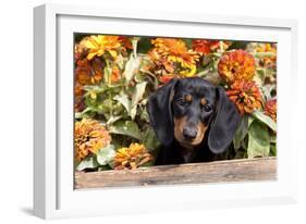 Portrait of Black Mini Dachshund Pup in Antique Wooden Box by Zinnias, Gurnee, Illinois, USA-Lynn M^ Stone-Framed Photographic Print