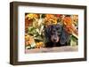 Portrait of Black Mini Dachshund Pup in Antique Wooden Box by Zinnias, Gurnee, Illinois, USA-Lynn M^ Stone-Framed Photographic Print