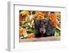 Portrait of Black Mini Dachshund Pup in Antique Wooden Box by Zinnias, Gurnee, Illinois, USA-Lynn M^ Stone-Framed Photographic Print