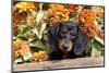 Portrait of Black Mini Dachshund Pup in Antique Wooden Box by Zinnias, Gurnee, Illinois, USA-Lynn M^ Stone-Mounted Photographic Print