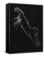 Portrait of Blackie, Gjon Mili's Cat-Gjon Mili-Framed Stretched Canvas