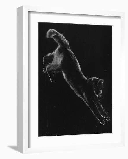 Portrait of Blackie, Gjon Mili's Cat-Gjon Mili-Framed Photographic Print