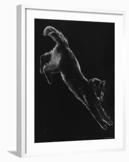 Portrait of Blackie, Gjon Mili's Cat-Gjon Mili-Framed Photographic Print