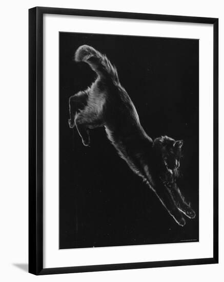Portrait of Blackie, Gjon Mili's Cat-Gjon Mili-Framed Photographic Print