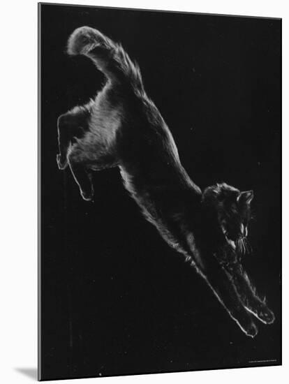 Portrait of Blackie, Gjon Mili's Cat-Gjon Mili-Mounted Photographic Print