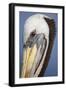 Portrait of Brown Pelican (Pelecanus Occidentalis) in Paracas Bay, Peru. Paracas Bay is Well known-Don Mammoser-Framed Photographic Print