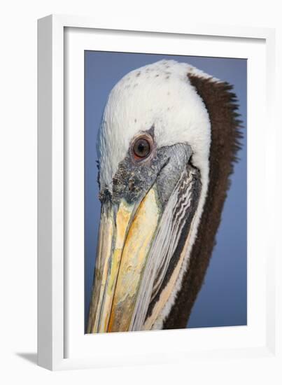 Portrait of Brown Pelican (Pelecanus Occidentalis) in Paracas Bay, Peru. Paracas Bay is Well known-Don Mammoser-Framed Photographic Print