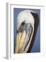 Portrait of Brown Pelican (Pelecanus Occidentalis) in Paracas Bay, Peru. Paracas Bay is Well known-Don Mammoser-Framed Photographic Print